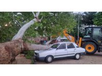 10 dakikalık yağış ağacı devirdi, dereleri taşırdı