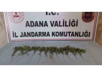 Adana’da 46 kök kenevir ele geçirildi