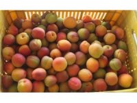 Mersin’de açık alanda kayısı hasadı başladı