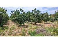 Adana’da hurma bahçesinde boğazı kesilmiş erkek cesedi bulundu