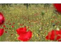 Gelincikler doğayı süsledi