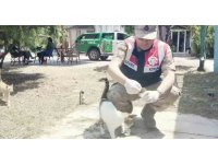 Jandarma deprem nedeniyle sahipsiz kalan hayvanları besledi