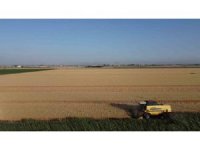 Depremin vurduğu Hatay Amik Ovası’nda buğday hasadı başladı