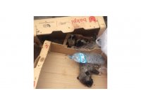 Burdur’da 6 köpek yavrusu vurularak öldürülmüş halde bulundu