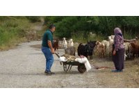 Başıboş pitbullar koyun ağılına saldırdı