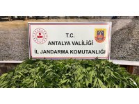 Antalya’da 268 kök kenevir ele geçirildi