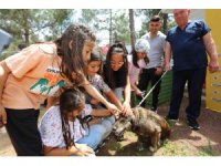 Kepez’in Pati Atölyesi’nden sokak hayvanlarına yuva