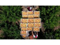 Depremin vurduğu Hatay’da şeftali hasadı başladı