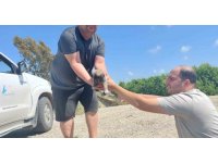 Tarsus’ta köprü altındaki yavru 8 köpek kurtarıldı