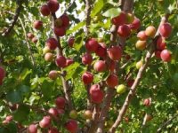 Mersin’de kayısının kilosu 8 liraya kadar düştü