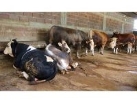 Kurbanlık satışları başladı, hisseli büyükbaş satışları arttı