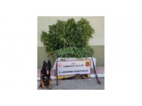 Osmaniye’de 80 kök kenevir ele geçirildi