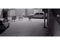 Sokak köpeklerinin kediyi parçalama anı saniye saniye görüntülendi