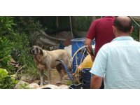 Köpek, yaşlı kadını yaraladı ekipler güçlükle yakaladı