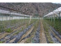 Hortum ve dolunun vurduğu üreticiye sera naylonu desteği