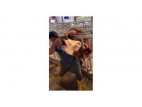 İneğe içki şişesinde sıvı veren şahıs yakalandı