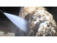 Koyunlarını tazyikli suyla yıkattı