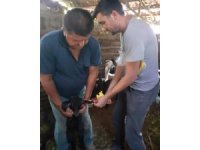 Bayram öncesi hayvanlarda aşı çalışması ve yol kontrolü