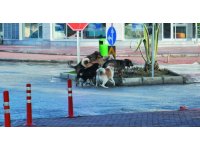 Gazipaşa’da vatandaşlar başıboş köpeklerden şikayetçi