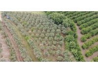 Adana’da 2 bin kök kenevir bitkisi ele geçirildi