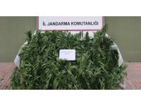 Jandarma, ormanlık alana ekilen hint kenevirlerini ele geçirdi