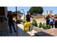 Ormanlar yanınca gölge alan bulamayan yılanlar yerleşim alanına indi
