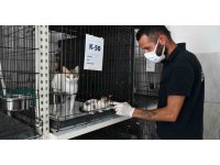 Köpekler suyla, kediler klimayla serinletiliyor