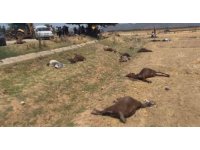 Hatay’da feci olay: 77 küçükbaş hayvan telef oldu