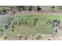 Konyaaltı’nda kekik ve adaçayı hasatı başladı