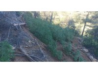 Ormana uyuşturucu ekmişler, polis tespit edip imha etti