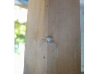 Kahramanmaraş’ta ’insan yüzlü örümcek’ görüntülendi