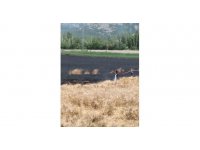 Burdur’da 40 dönüm buğday tarlası yangında küle döndü