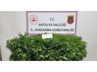 Antalya’da  248 kök kenevir bitkisinin ve 33 gram kubar esrar maddesi ele geçirildi
