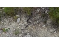 Evlere giren yılanlar itfaiye ekipleri tarafından yakalandı