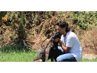 Türkiye’de nadir bulunup barınaktan kaçan Dutch Shepherd cinsi köpek için seferber oldular