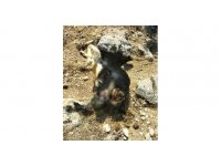 Kurt sürüsü keçilere saldırdı, 16 hayvan telef oldu