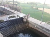 Nesli tükenmekte olan çizgili sırtlan 43 yıl sonra ilk kez görüntülendi