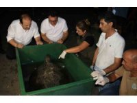 60 yaşındaki deniz kaplumbağaları tedavi sonrası tekrar denizle buluştu