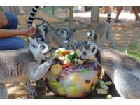 Sıcaktan bunalan hayvanlara buzlu meyve servisi