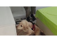 9 kilogram kokain Çaki’ye takıldı