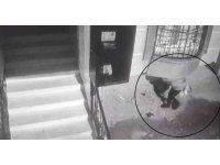 Balkon altına gizlenerek gelip motosikleti çaldı, yakalanmaktan kurtulamadı