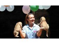 Yeni doğan ikiz aslanlara pastalı kutlama