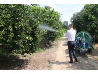 Akdeniz Meyve Sineğine karşı toplu mücadele veriliyor