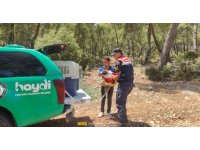 Yaralı köpeğe jandarmadan yardım eli