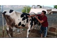 Aşırı sıcakta inek ve keçisini suyla serinletmeye çalıştı