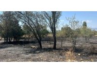 Burdur’da 100 adet meyve ağacı ve 50 dönüm arazi yandı