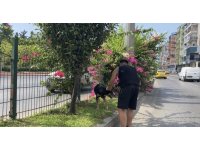 Kara yoluna çıkan köpek trafiği birbirine kattı, sürücüleri peşinden koşturdu