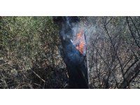 Ot çalılık yangınında onlarca zeytin ağacı küle döndü