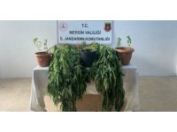 Mersin’de 327 kök kenevir ele geçirildi