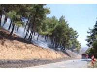 Kahramanmaraş’taki orman yangınında bir kişi gözaltına alındı